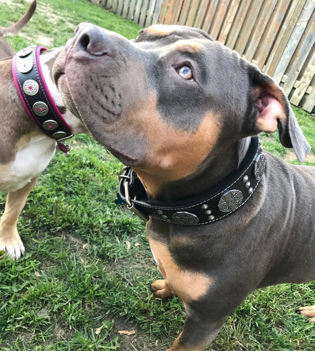 “Maximus” Black & Silver Leather Dog Collar