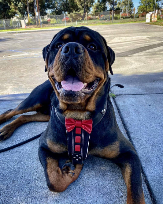 Red ''Bowtie'' Leather Dog Harness