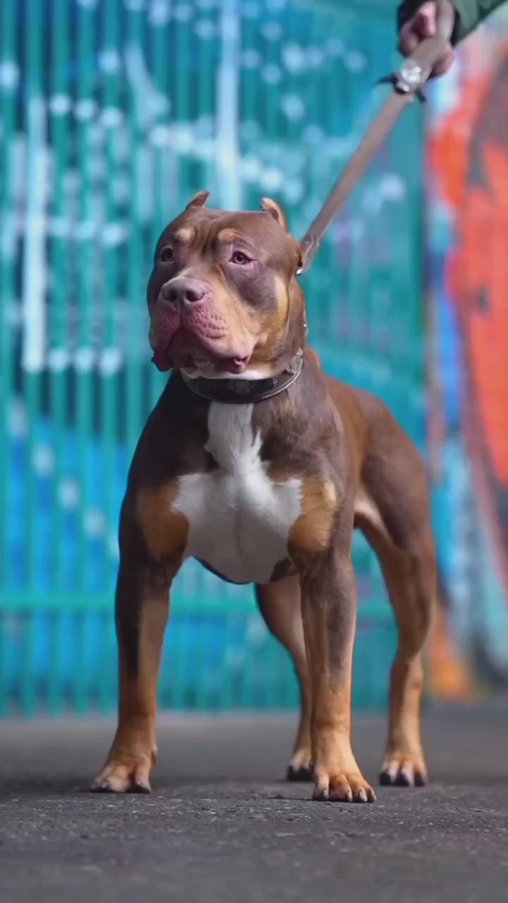 “Aztec” Brown Leather Dog Collar