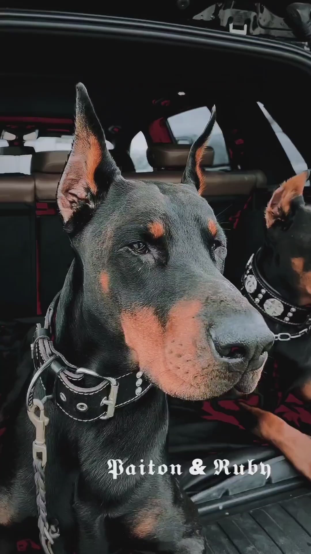 “Maximus” Black & Silver Leather Dog Collar