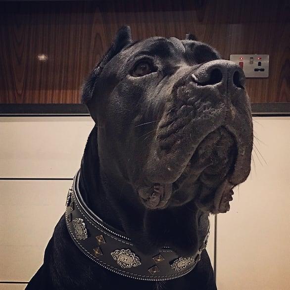 “Aztec” Black Leather Dog Collar